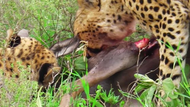 Close up angle view of two male brothers cheetahs feeding on a wildebeests prey on the grass in Tarangire National Park, Tanzania Africa. Binomial name Acinonyx jubatus.