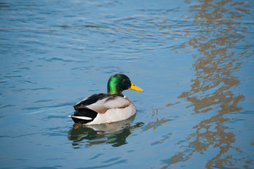 Erpel auf dem Wasser