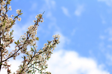 beautiful time of the year/ wicker basket with flowers and a drink at sunset in the park 
