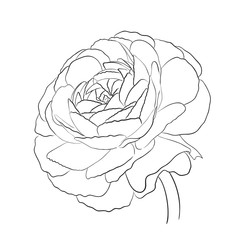 Floral Ranunculus. Garden buttercups