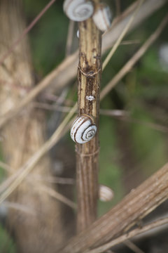 snail on a stalk of grass closeup on blurred background
