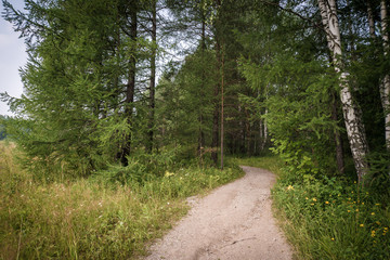 Road in summer forest