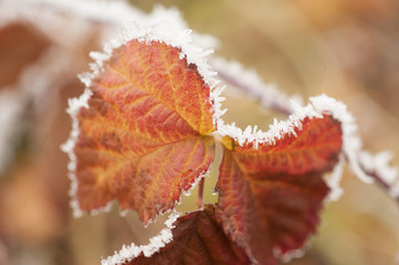 Blatt mit Frost