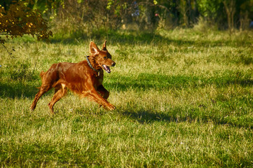 Plakat Dog running