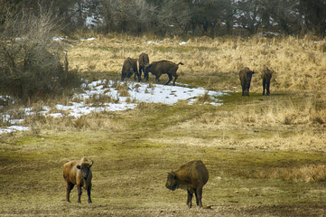 Fototapeta na wymiar European bisons