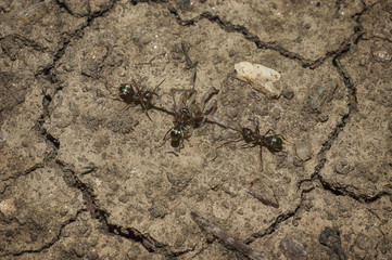 Ants feeding