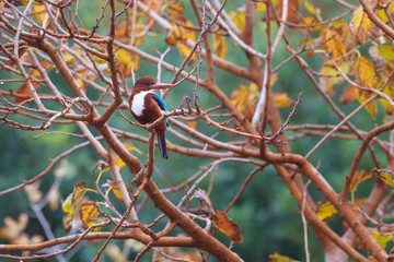 White-throated Kingfisher (Halcyon smyrnensis) bird