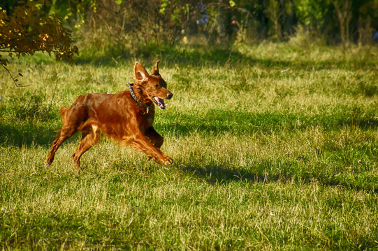 Dog running