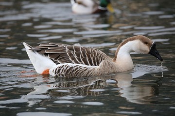 oca selvatica in acqua
