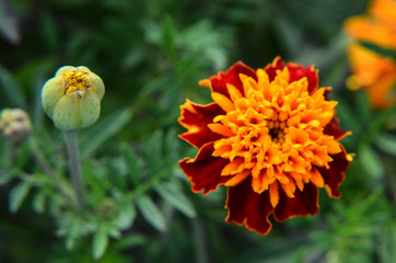 Macro of marigold flower in big close up.