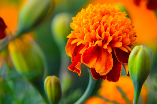 Fototapeta Macro of marigold flower in big close up.