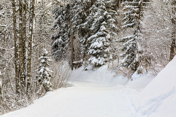 Winter Footpath