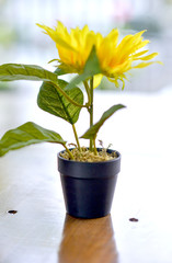 yellow flowers in black flowerpot on a table