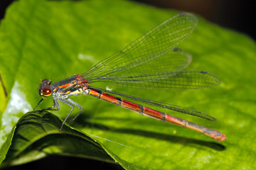 Large red damselfly (Pyrrhosoma nymphula)