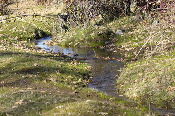 Small water stream crossing a small grass field.