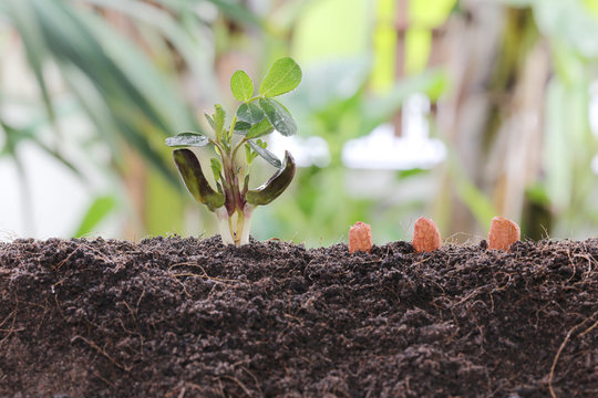Seedlings of peanut on soil in the Vegetable garden.