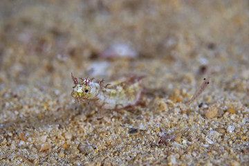 Shortpouch Pygmy Pipehorse, Kurztaschen-Zwerg-Nadelpferdchen (Acentronura tentaculata)