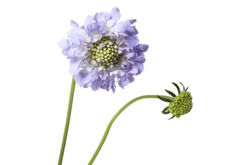 Scabiosa on white background