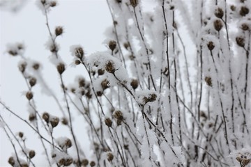 Frozen branches covered with a hoar-frost with 