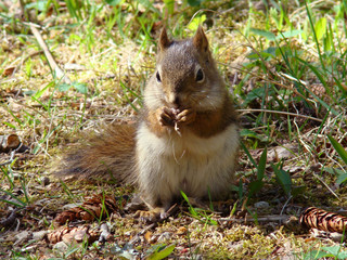 Red squirrel eating