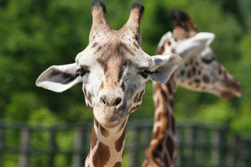 Giraffe close-up