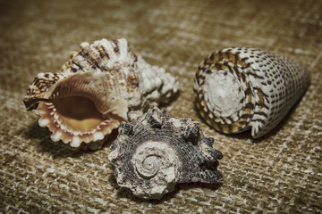 Shells on the fabric