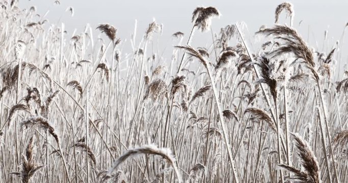 Reed moving in the wind against light backgorund sky