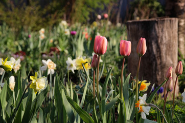 Fototapeta premium Blooming tulips and narcissus in spring garden. 