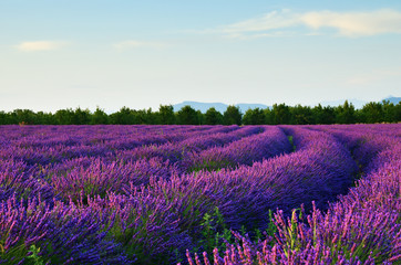 Fototapeta premium Lavender field, Provence, France