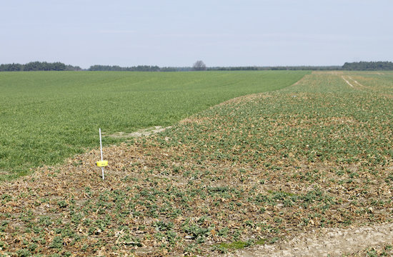 Landwirtschaft