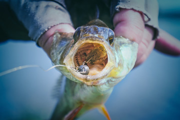 Perch caught on soft bait