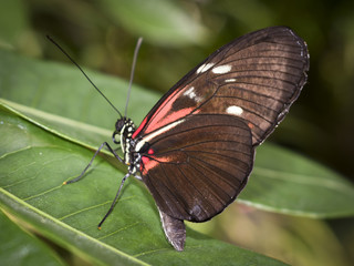 Close up of beautiful tropical butterfly