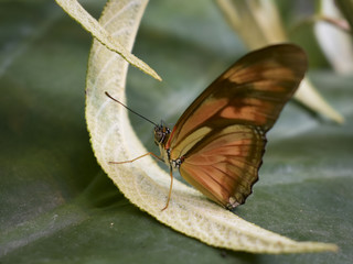 Close up of beautiful tropical butterfly
