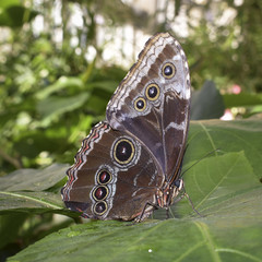 Close up of beautiful tropical butterfly
