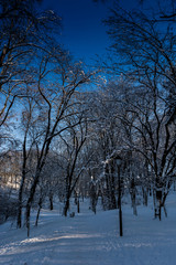 Fototapeta premium Przemyśl park. Zima