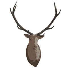 Mounted head of deer. Stuffed stag with monumental antlers. Hunting antique trophy. Taxidermy of deer´s head hung on white wall. Flatten illustration master vector.