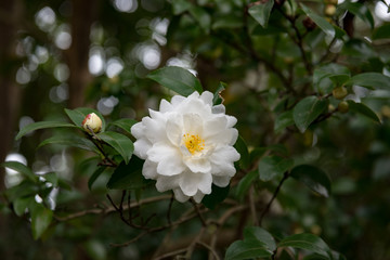 Obraz na płótnie Canvas 白い八重咲のサザンカ