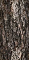 tree bark texture, seamless texture , big resolution, tile