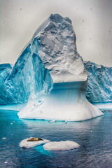 Sea lion sleeping on ice © atosan