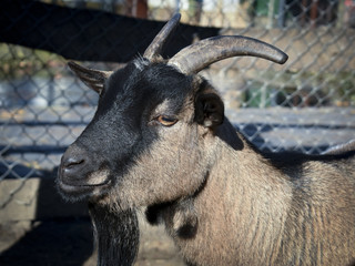 Close up of a goat