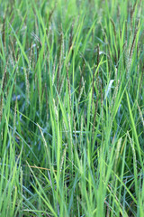 Rice plant near harvest time and evening sunlight.