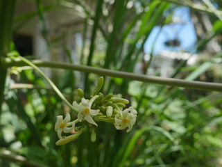 Fleur de papayer, mâle, jardin créole, Réunion