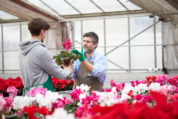 Two happy men working together as gardener in nursery shop