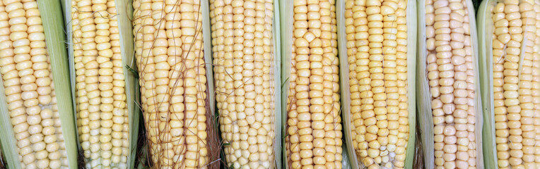 Background of fresh yellow corn cobs