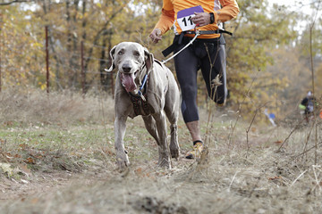 Dog and its owner taking part in a popular canicross race