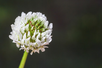 Белый клевер слева на темным фоном