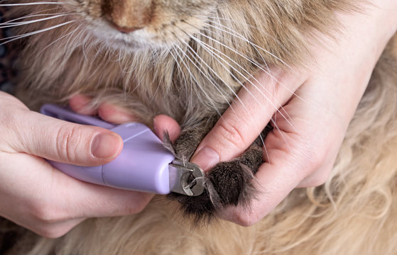 Nail clipper for pet