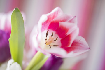 Fototapeta na wymiar Pink Spring Flower