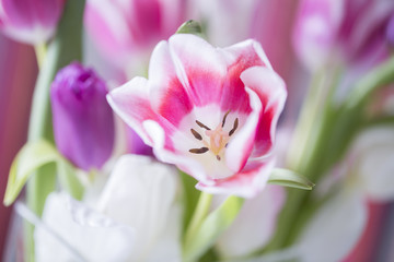 Obraz na płótnie Canvas Pink Spring Flower