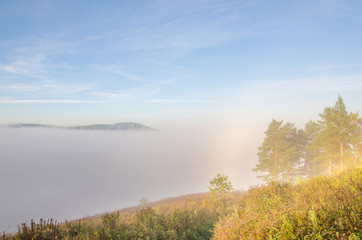 Naklejka na ściany i meble conifer tree at the top in the morning mist